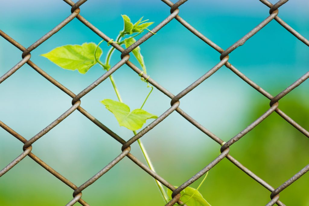 Baton Rouge Fence Company - Chain Link Fence 2 chain link fence little tree